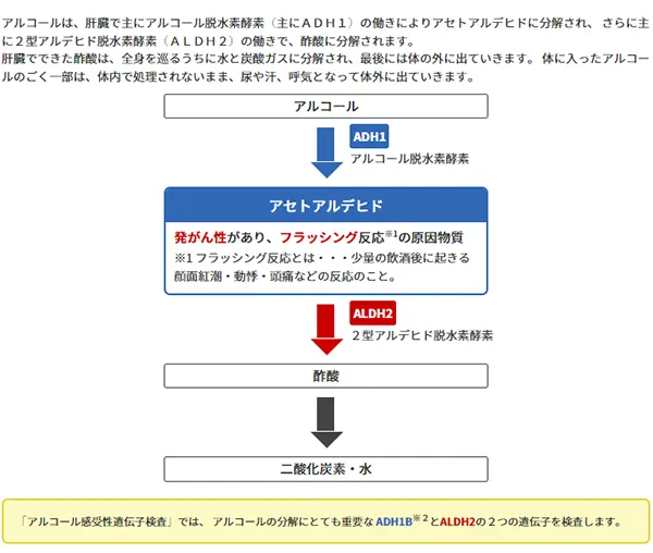 アルコールの分解と遺伝子（一般）